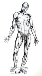 Las láminas del séptimo libro de De Humani Corporis Fabrica