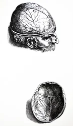 Las Placas del Séptimo Libro de De Humani Corporis Fabrica