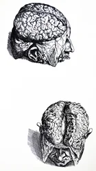 Las Placas del Séptimo Libro de De Humani Corporis Fabrica
