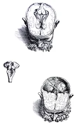 Las placas del séptimo libro de De Humani Corporis Fabrica