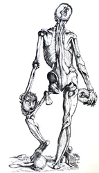 Las láminas del séptimo libro de De Humani Corporis Fabrica