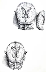 Las Láminas del Séptimo Libro de De Humani Corporis Fabrica