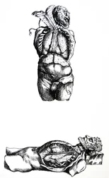 Las láminas del sexto libro de De Humani Corporis Fabrica