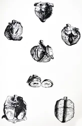 Las láminas del sexto libro de De Humani Corporis Fabrica