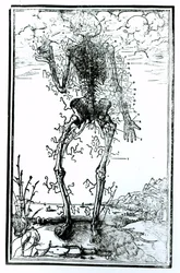 Sistema vascular del cuerpo