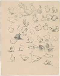 Patos