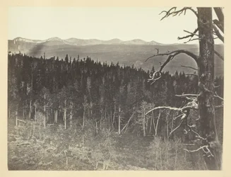 Línea de nieve y madera, Medicine Bow Mountain