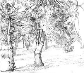 Dibujo de un sendero boscoso a la sombra