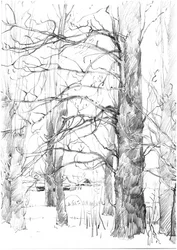 Boceto de árboles en invierno