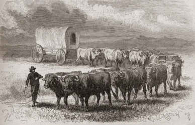 Conduciendo bueyes a través de las grandes llanuras de América en 1867, ilustración de 