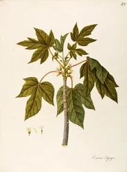 Papaya (Carica papaya), Caricaceae, árbol de invernadero cálido con hojas persistentes, cultivado por sus frutos, originario de América tropical, acuarela