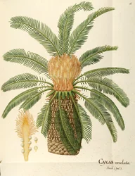 Palmera sagú (Cycas revoluta Thunb), Cycadaceae por Angela Rossi Bottione, acuarela