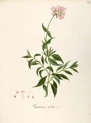 Valerianaceae, Valeriana roja (Centranthus ruber), Planta herbácea perenne para parterres o jardines rocosos, espontánea en Italia, por Angela Rossi Bottione y colaboradores, acuarela