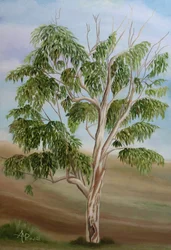 Árbol de eucalipto australiano