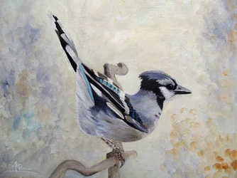 Arrendajo azul posado