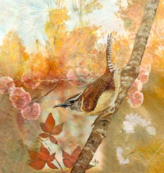 Chochín de Carolina en otoño
