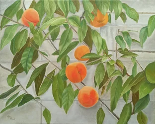 Melocotones frescos en la pared