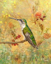 Posadero del colibrí dorado