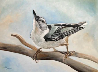 Pájaro trepador en una rama