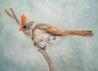 Un cardenal invernal en paz
