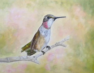 Colibrí rubí posado