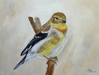 Jilguero amarillo posado