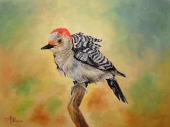 Pájaro carpintero de vientre rojo