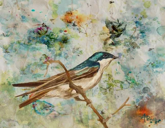 Golondrina arbórea serena