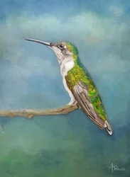 Posadero para colibríes de colores vivos