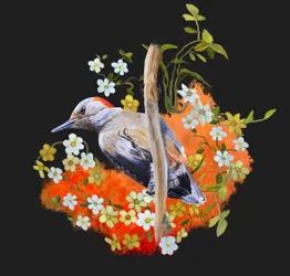 Flor de pájaro carpintero en todo su esplendor