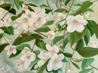 Florece el jazmín blanco