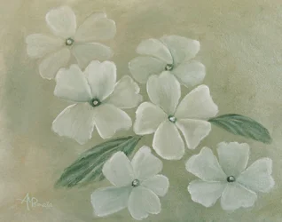Prímula blanca