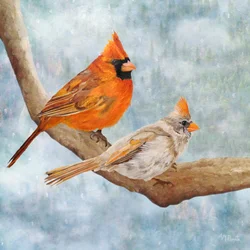 Pareja de cardenales en invierno