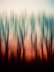 Desenfoque abstracto del bosque