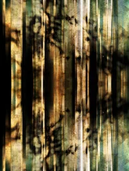 Sombras abstractas del bosque