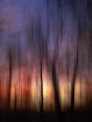 Resumen: Puesta de sol en el bosque