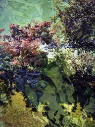 Reflejos en el agua en otoño
