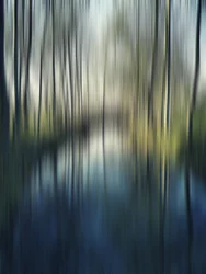 Reflejos difusos del bosque