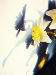 Juego de sombras de narcisos