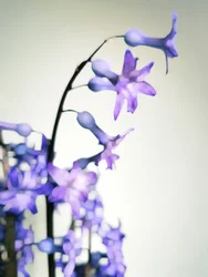Delicadas flores moradas