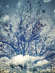 Árboles bajo un cielo azul de ensueño