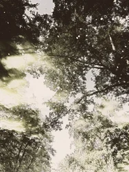 Luz del bosque de ensueño
