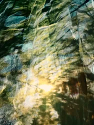 La luz del sol en un bosque de ensueño
