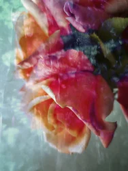 Rosas rosas de ensueño