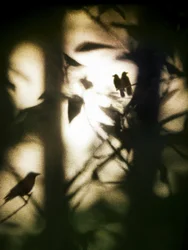 Aves etéreas en la sombra