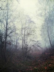 Niebla etérea del bosque