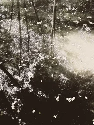 La luz del sol en el bosque etéreo