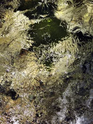 Brillo dorado