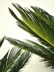 Exuberantes hojas tropicales