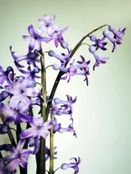Florecen los jacintos morados